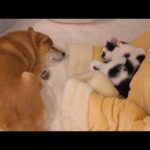 関係性がもう親子‥我が家の猫が柴犬のこと好きすぎてヤバい。(YouTube)