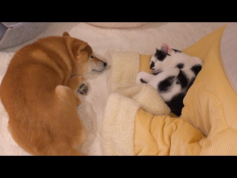 関係性がもう親子‥我が家の猫が柴犬のこと好きすぎてヤバい。(YouTube)