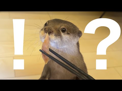 「くさや」をカワウソと猫に見せてみたら臭すぎてやばすぎたw w w I showed the smelly fish to an otter and a cat and it was amazing.(YouTube)