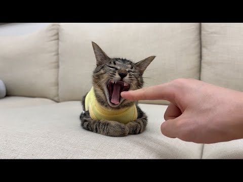 寝起きの子猫のあくびに初めて指ズボしてみたら反応が100点すぎました…w(YouTube)