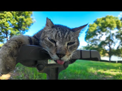 公園の猫ちゃん、木陰のベンチでのびてます(YouTube)