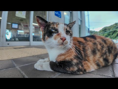 夕方のフェリー乗り場、猫達が集まってきた(YouTube)