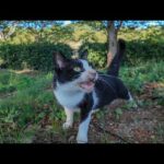 公園の芝生で寝ていたハチワレ猫ちゃん、起きてモフられにきた(YouTube)
