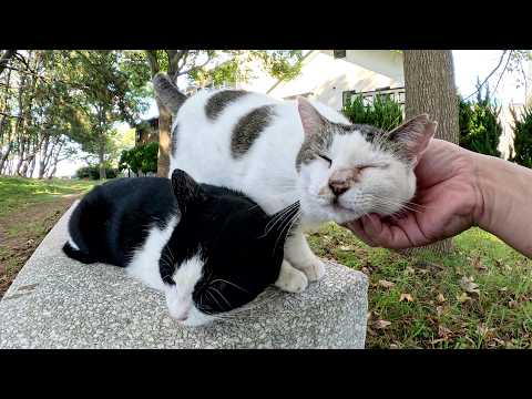 ハチワレ猫をモフると、嫉妬深い豆大福猫が割り込んできた(YouTube)
