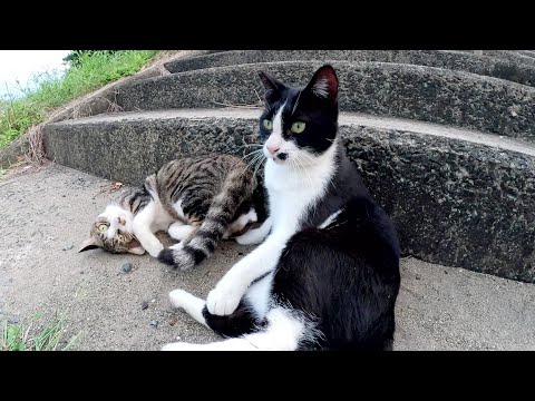 電車に乗ろうとしたら、猫の駅長さんが仲間と一緒にお見送りしてくれた(YouTube)