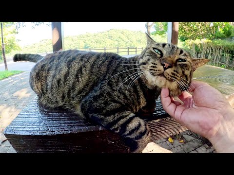 縄張りを追われたボッチのキジトラ猫が「モフってくれ！」と要求してきた(YouTube)