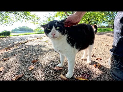 ハチワレ猫が久しぶりに再会した人間の顔を忘れて逃げ回る(YouTube)