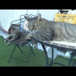 他の猫と温度差があり過ぎて諦めてしまう猫(YouTube)