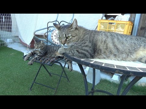 他の猫と温度差があり過ぎて諦めてしまう猫(YouTube)