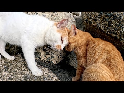 ギザギザ頭の猫と茶トラ猫が頭突き合戦から取っ組み合いの喧嘩になる(YouTube)