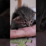 子猫がかわい過ぎる!「ねこねこチャンネル」さんの家に遊びに行ってきました(YouTube)