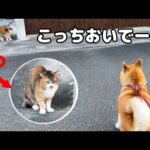 柴犬が散歩中に野良猫と遭遇！どんな猫ちゃんでも仲良くなれると思ってる柴犬たち(YouTube)