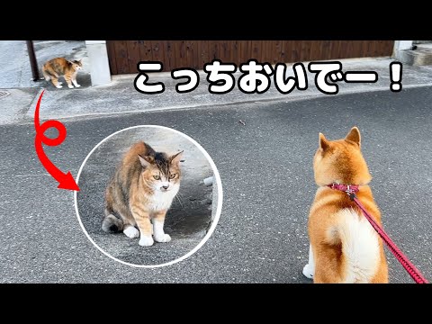 柴犬が散歩中に野良猫と遭遇！どんな猫ちゃんでも仲良くなれると思ってる柴犬たち(YouTube)