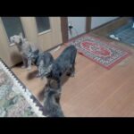ご飯を要求する時だけ団結してくる猫たち(YouTube)