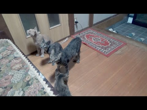 ご飯を要求する時だけ団結してくる猫たち(YouTube)