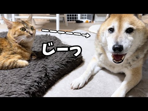 グイグイと甘えてくる猫にこの距離ならいいよと笑顔で教えてあげる柴犬(YouTube)