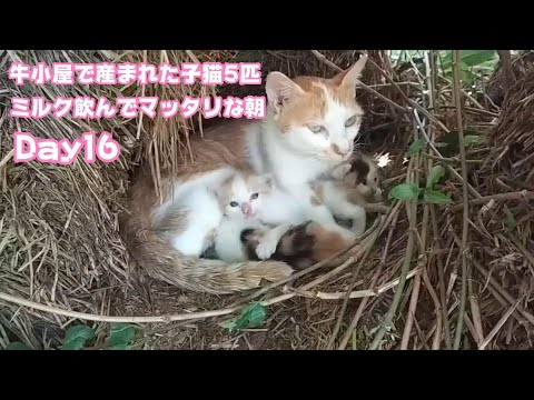 ミルク飲んでマッタリな朝 牛小屋で産まれた子猫5匹  Day16 Hana146 OtoRinSarah103 Neo74 Hikari49  2024 09 27 2(YouTube)