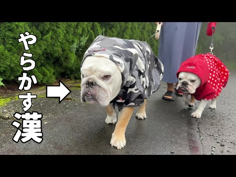 何故そうなる！？雨の中のお散歩で奇々怪々な動きを繰り出し続けるブルドッグのぶるまる…(YouTube)