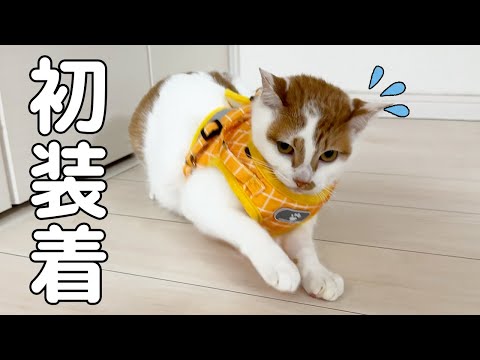警戒心MAXだったトロに初めてハーネスをつけれました！！(YouTube)