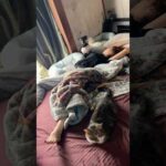 動物ママの寝相が独特過ぎる件 #shorts(YouTube)