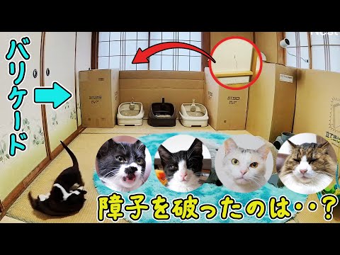 バリケードの高さを上げたばかりの障子が破られていたので監視カメラを設置してみたら‥【仲良し子猫姉妹の成長記録】(YouTube)