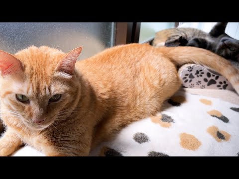 お姉ちゃん猫が喜んでいただけるならと一所懸命頑張る弟猫が可愛すぎます(YouTube)