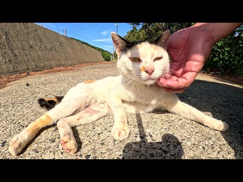 おっかぱ頭の三毛猫が「モフってくれ～」と追いかけてきた(YouTube)