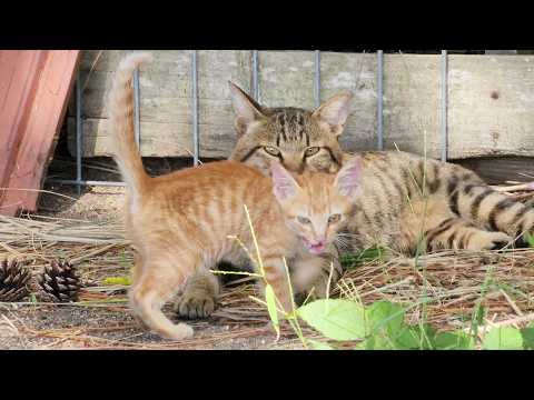 茶トラ子猫がいかついパパ猫に見守られながらママ猫に甘える(YouTube)