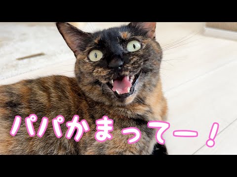 パパが体調不良でも必死に追いかけるサビ猫が健気で可愛い…！(YouTube)