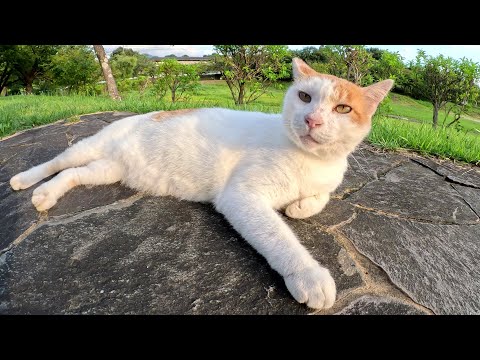茶シロ猫が先客に遠慮しながら人間と一緒にベンチへお出掛けする(YouTube)