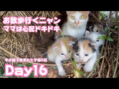 お散歩お散歩～  ママは心配でドキドキ  牛小屋で産まれた子猫5匹 Day162024 09 27 1(YouTube)