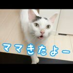 パパの猫生配信中でも大好きなママの傍にいる猫チロとトロ(YouTube)