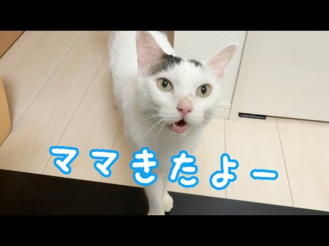 パパの猫生配信中でも大好きなママの傍にいる猫チロとトロ(YouTube)