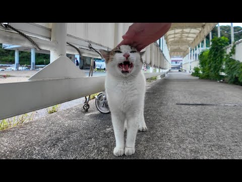 フェリー乗り場のタラップでよく喋る猫と出会った(YouTube)