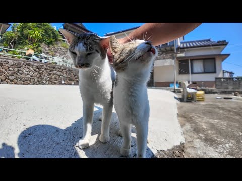 猫島の路地裏で会った猫たち、顔を見るととりあえず寄ってくる(YouTube)