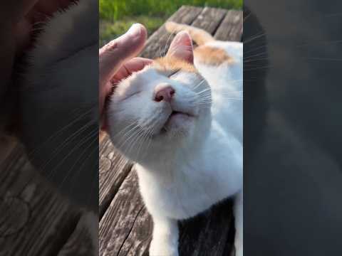 港の大きな木の下でノンビリ休む猫たち(YouTube)