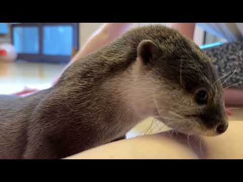足に違和感のあったカワウソの最終報告！ Final report on the otter who had discomfort in his legs!(YouTube)