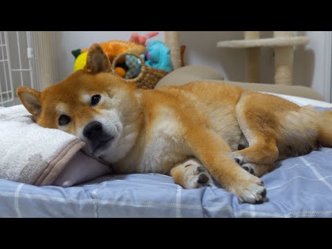 妹の不在で寂しさの限界を迎えた柴犬、大好きなママにこうなる。(YouTube)