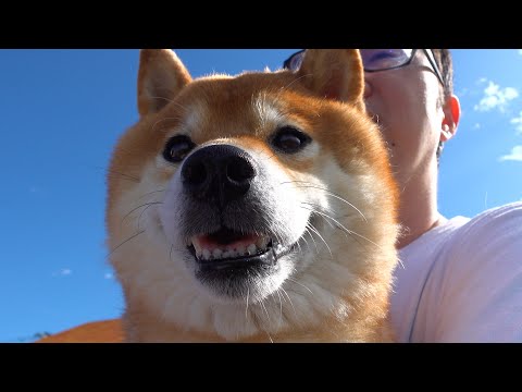 猫が大好きな柴犬、庭へ出ると奇跡が起きました。(YouTube)