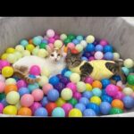子猫たちをボールプールに入れてみたら大喜びでこうなっちゃいました…笑(YouTube)