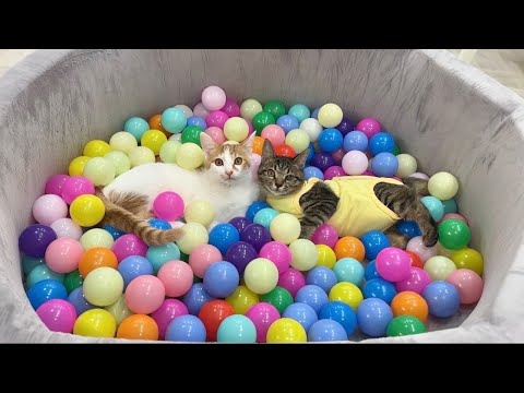 子猫たちをボールプールに入れてみたら大喜びでこうなっちゃいました…笑(YouTube)