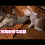 さくら耳初めての朝 NimoMoca Day85  2024 09 09 1(YouTube)