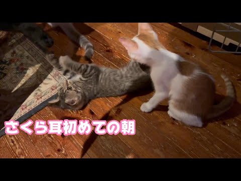 さくら耳初めての朝 NimoMoca Day85  2024 09 09 1(YouTube)