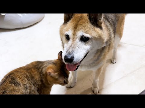 気にかけてくれる柴犬の優しさが嬉しかった猫がこうなりました(YouTube)