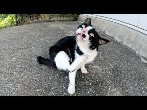 ハチワレ猫の駅長さんが足にスリスリして甘えてきた(YouTube)