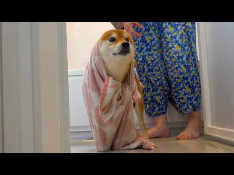 大の風呂嫌いな柴犬ハチ‥久々に犬語が炸裂しました。。(YouTube)