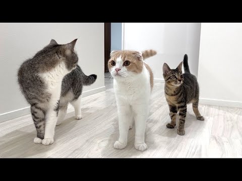 弟が入院して家からいなくなったら猫たちが大騒ぎでこうなっちゃいました…(YouTube)