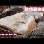 雑魚寝できる幸せ  猫は本当に優しいイキモノです  2024 09 19 2(YouTube)