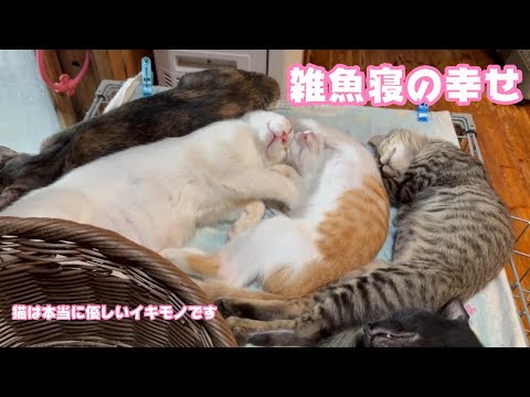 雑魚寝できる幸せ  猫は本当に優しいイキモノです  2024 09 19 2(YouTube)
