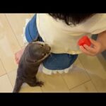 カワウソと遊びたい子供と子供のおもちゃを欲しがるカワウソ A child wants to play with an otter and an otter wants the child’s toys(YouTube)